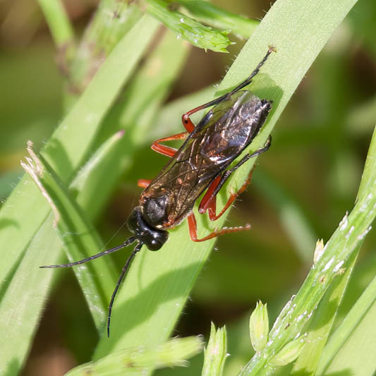 Tenthredo atra (Black-horned Tenthredo).jpg